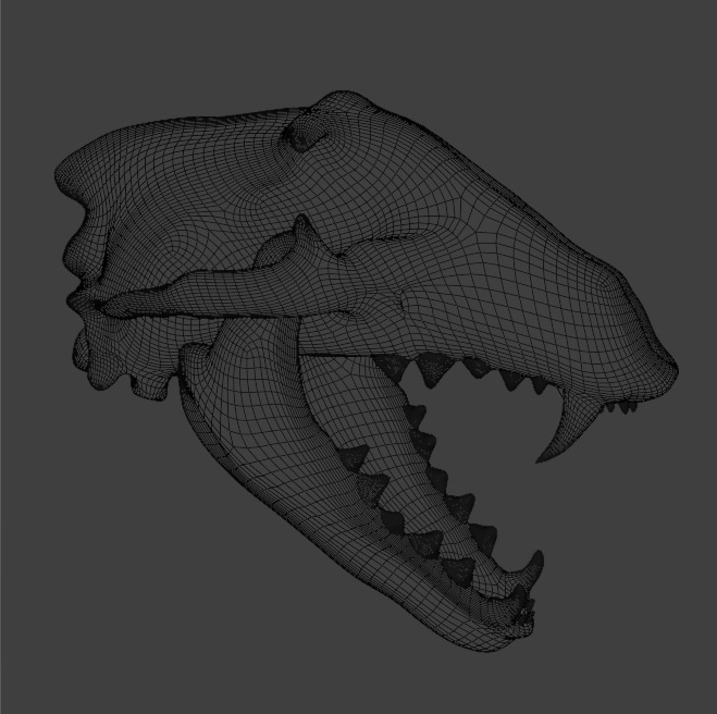 Wolf Skull 3D model_4