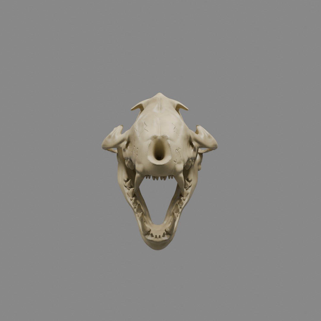 Wolf Skull 3D model_2