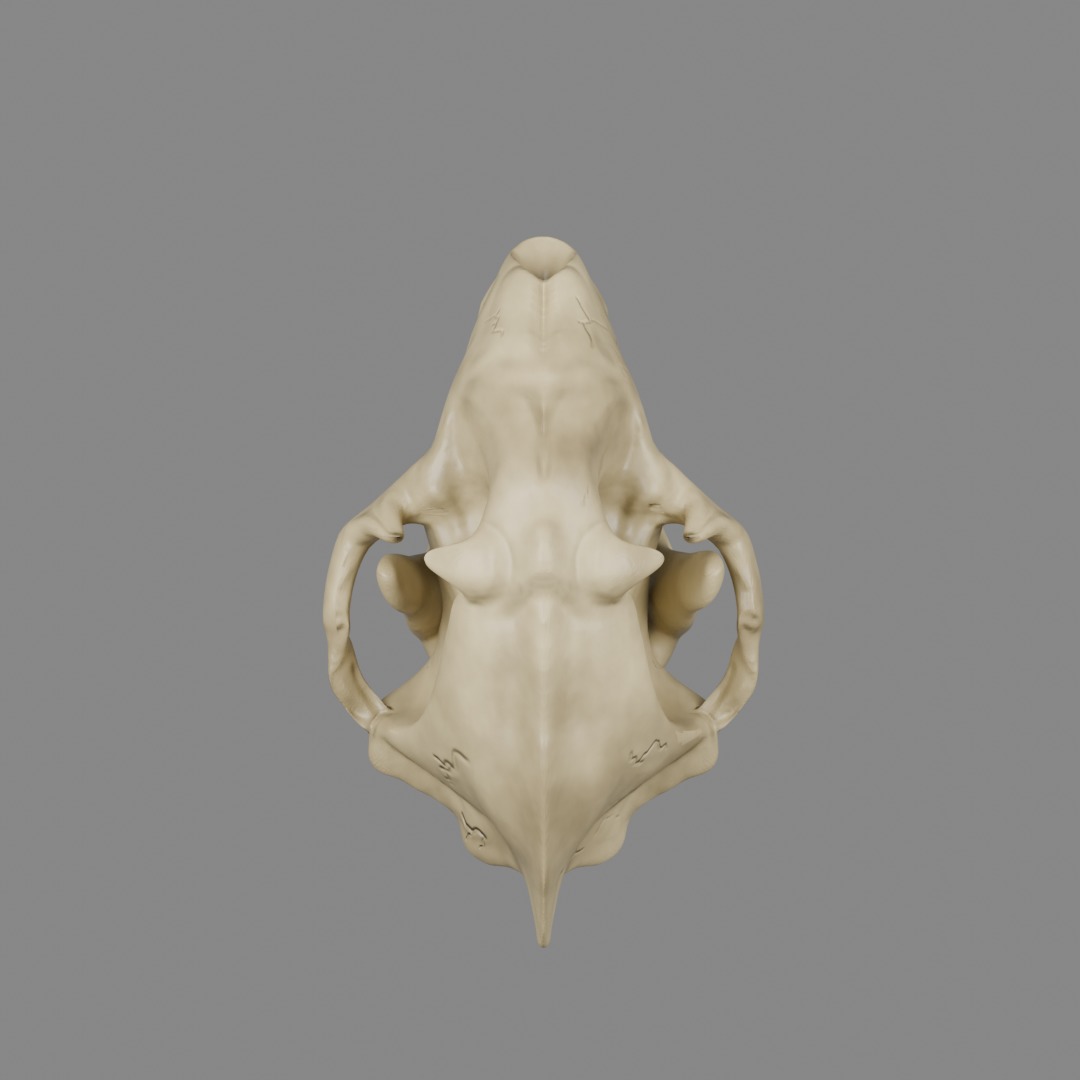 Wolf Skull 3D model_3