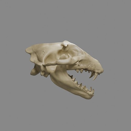 Wolf Skull 3D model