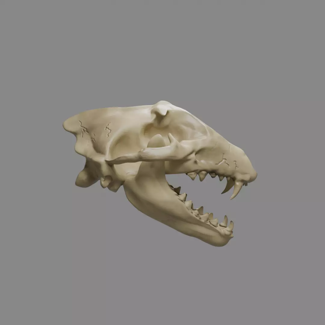Wolf Skull 3D model_0