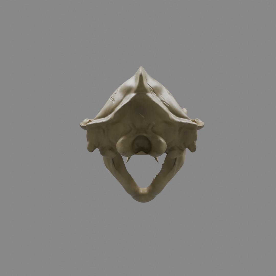 Wolf Skull 3D model_1