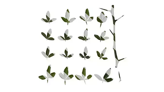 Anydrafts Citrus trifoliata Leaf 02 Texture
