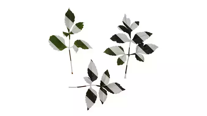 Anydrafts Dahlia pinnata 02 Leaf 02