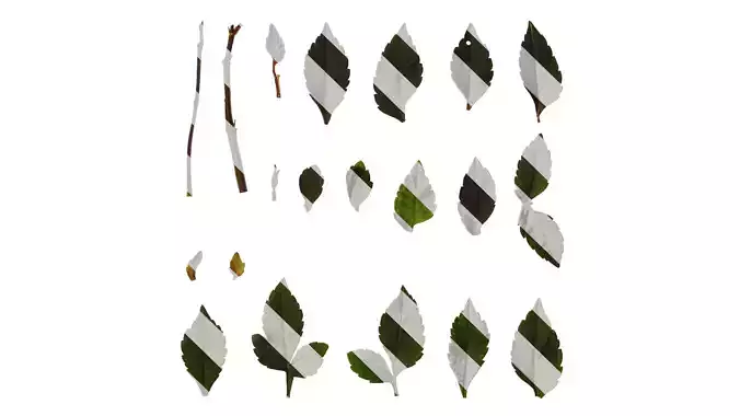 Anydrafts Dahlia pinnata 02 Leaf 03