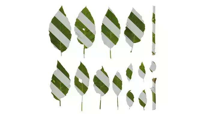 Anydrafts Datura stramonium Leaf 01