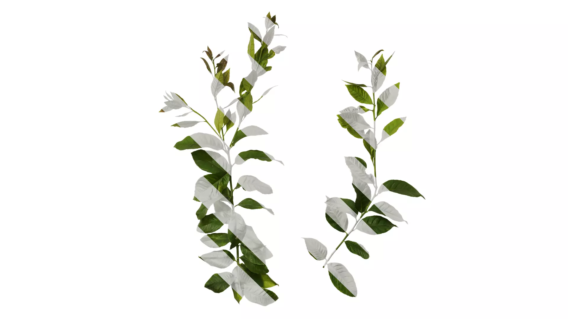 Anydrafts Citrus x limon Atlas 01 Texture