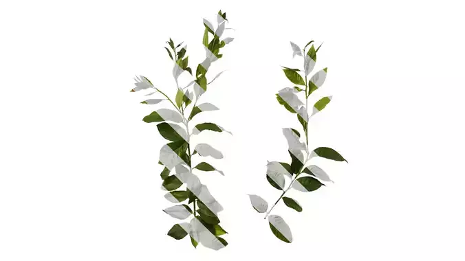 Anydrafts Citrus x limon Atlas 01