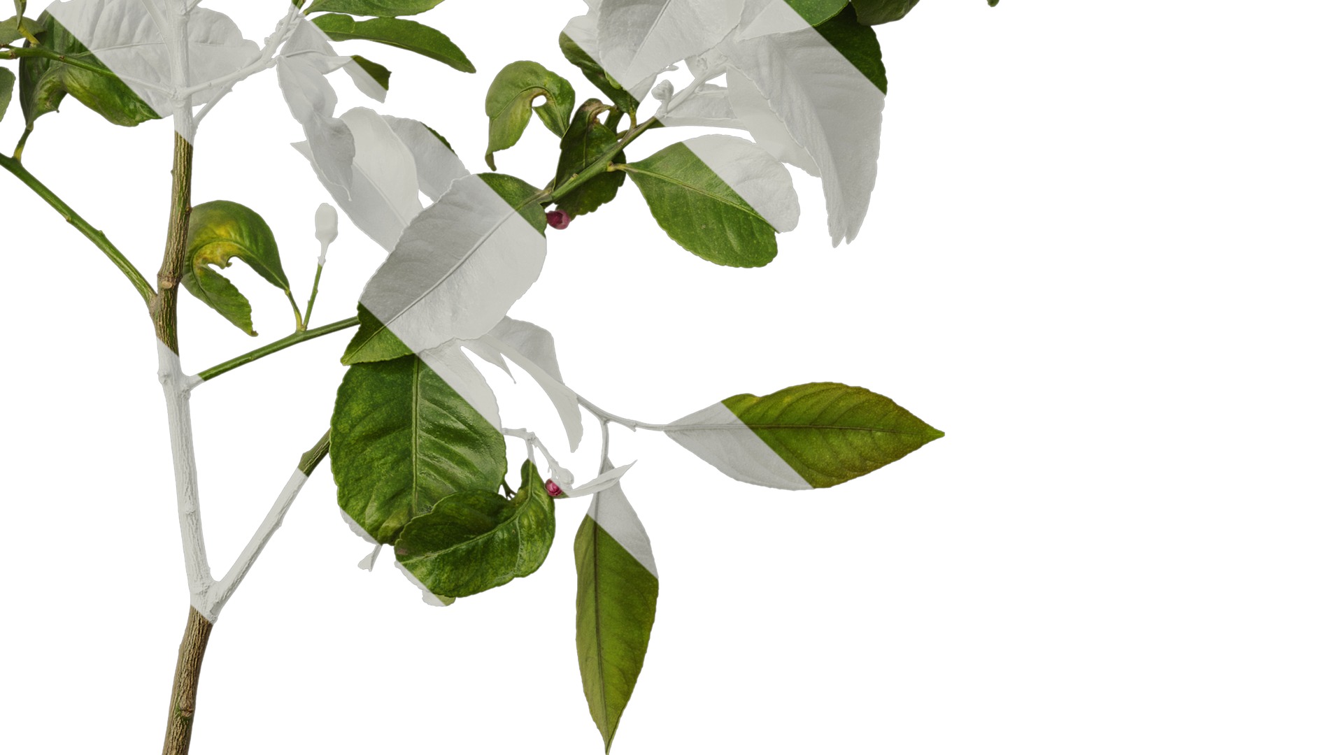 Anydrafts Citrus x limon Atlas 02 Texture_6