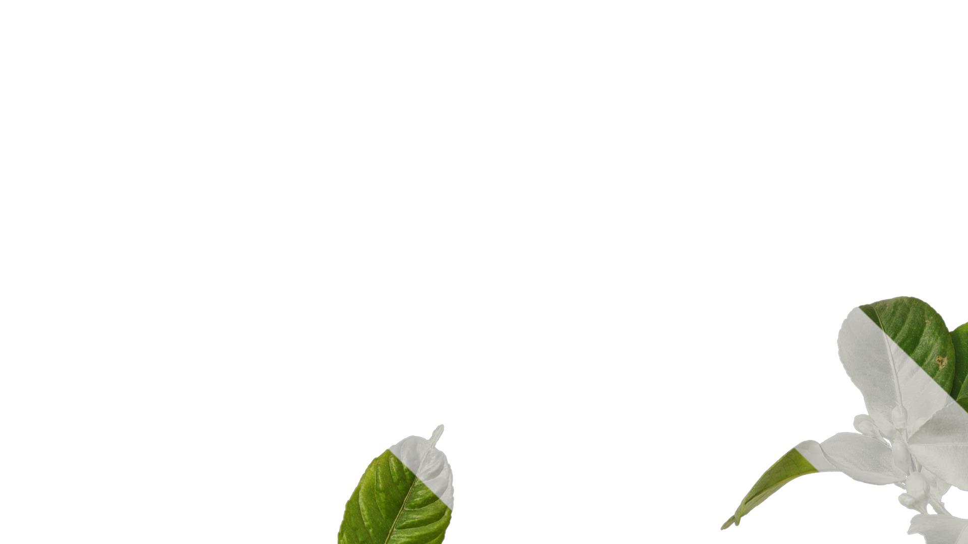 Anydrafts Citrus x limon Atlas 02 Texture_1