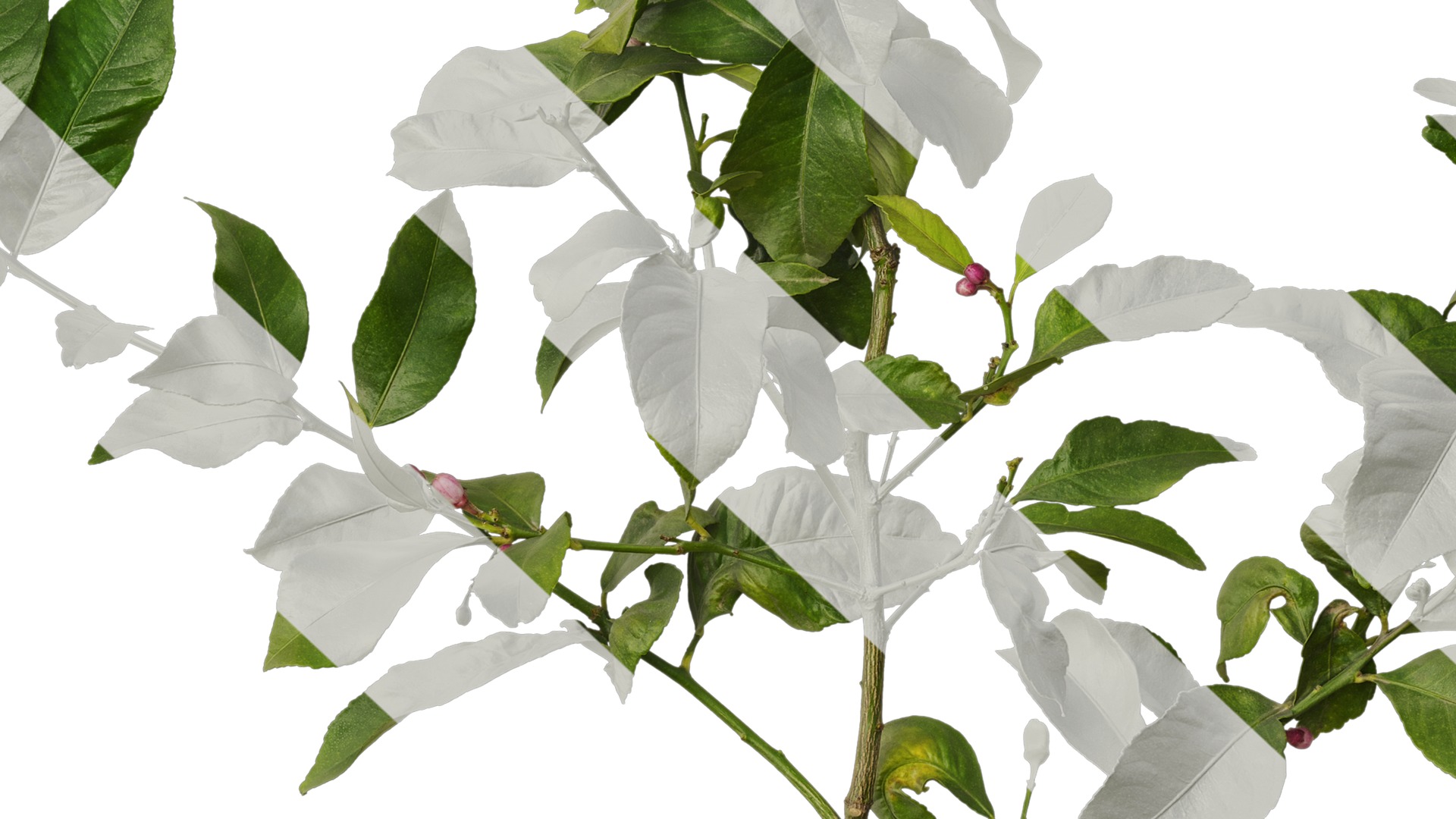 Anydrafts Citrus x limon Atlas 02 Texture_7