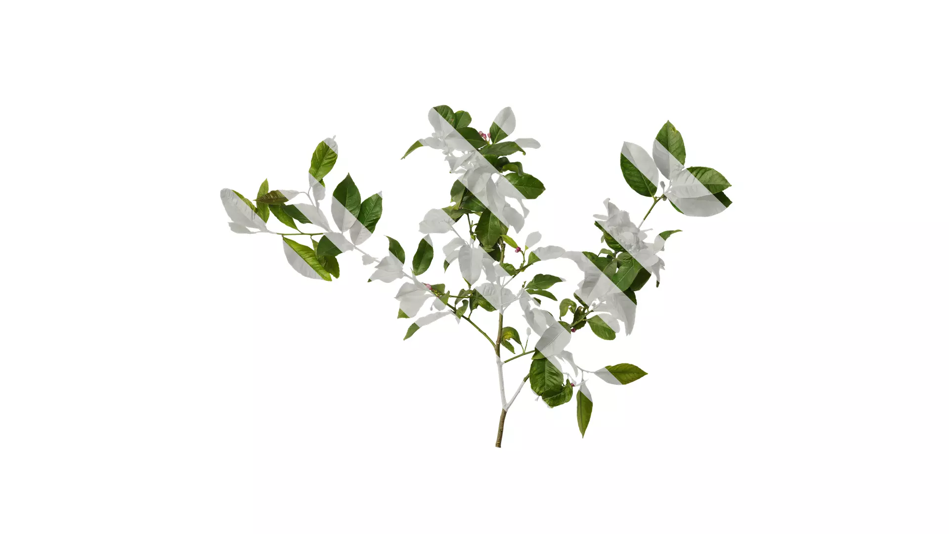 Anydrafts Citrus x limon Atlas 02 Texture_0