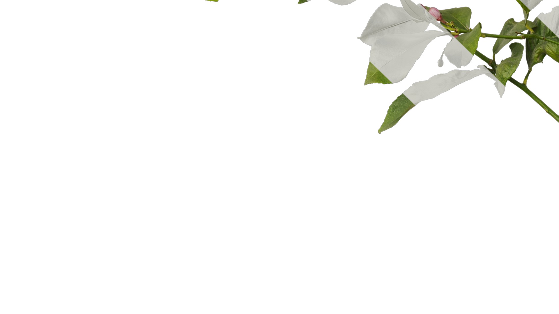 Anydrafts Citrus x limon Atlas 02 Texture_5