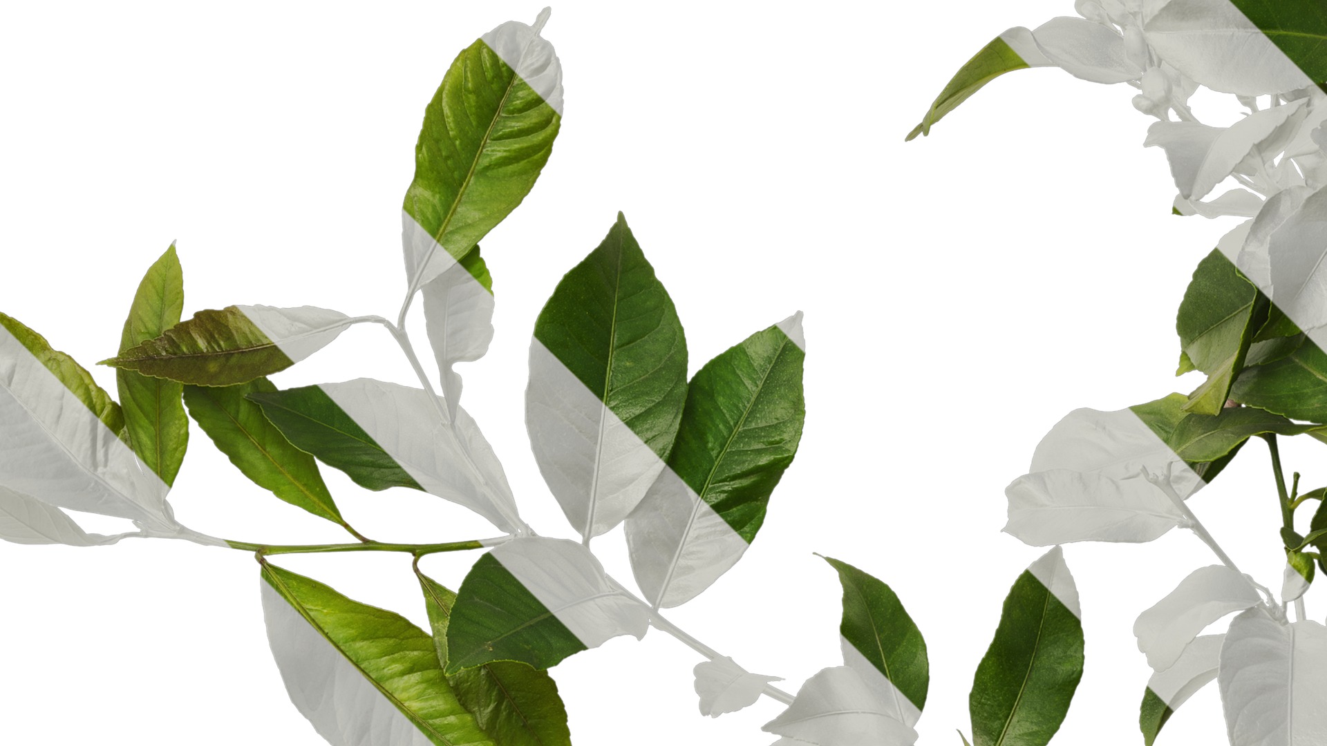 Anydrafts Citrus x limon Atlas 02 Texture_3