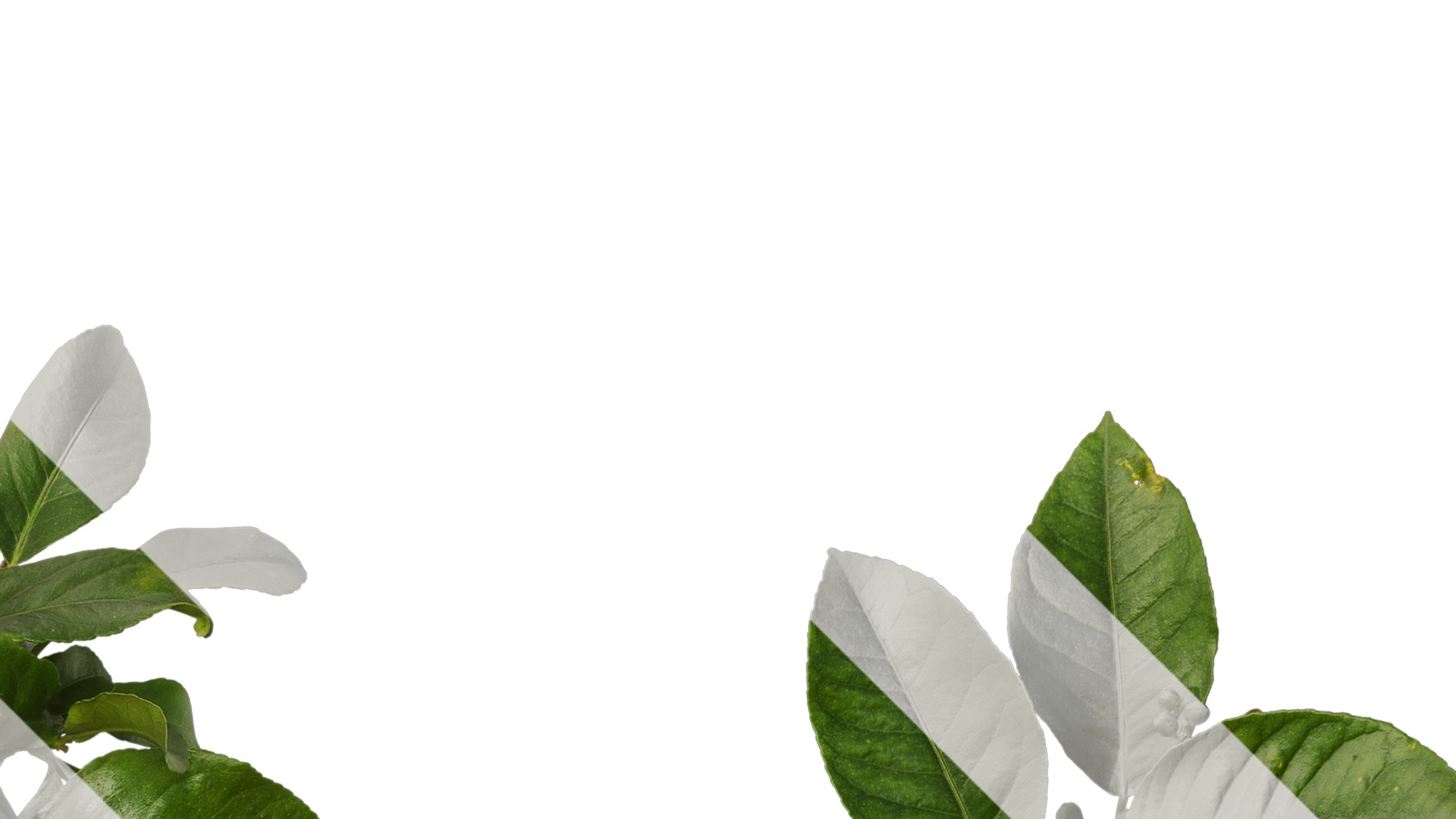 Anydrafts Citrus x limon Atlas 02 Texture_2