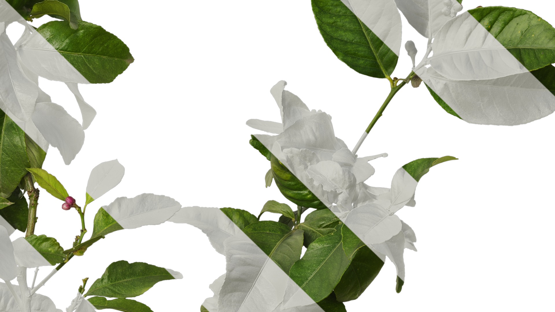 Anydrafts Citrus x limon Atlas 02 Texture_4