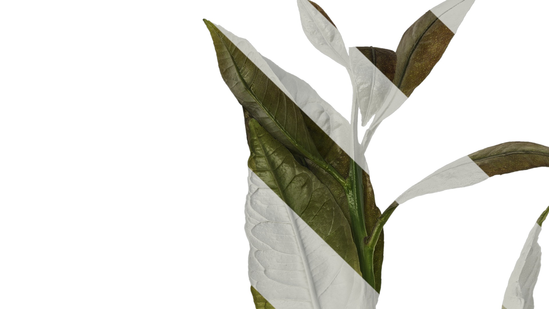 Anydrafts Citrus x limon Atlas 03 Texture_1