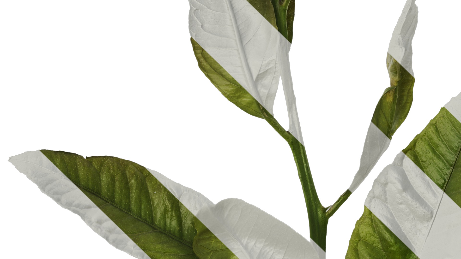 Anydrafts Citrus x limon Atlas 03 Texture_3