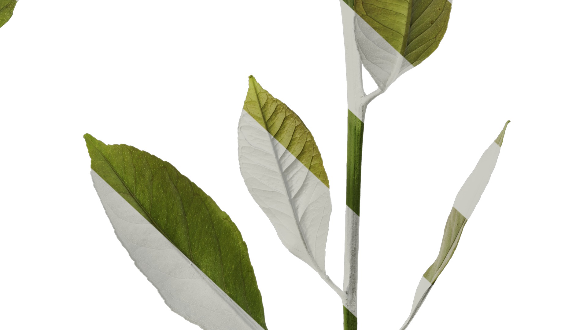 Anydrafts Citrus x limon Atlas 03 Texture_6