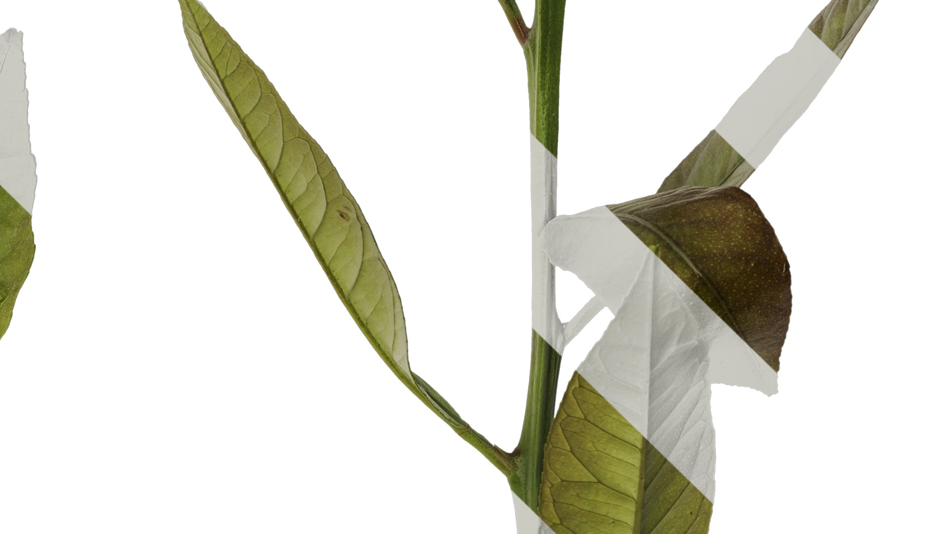 Anydrafts Citrus x limon Atlas 03 Texture_4