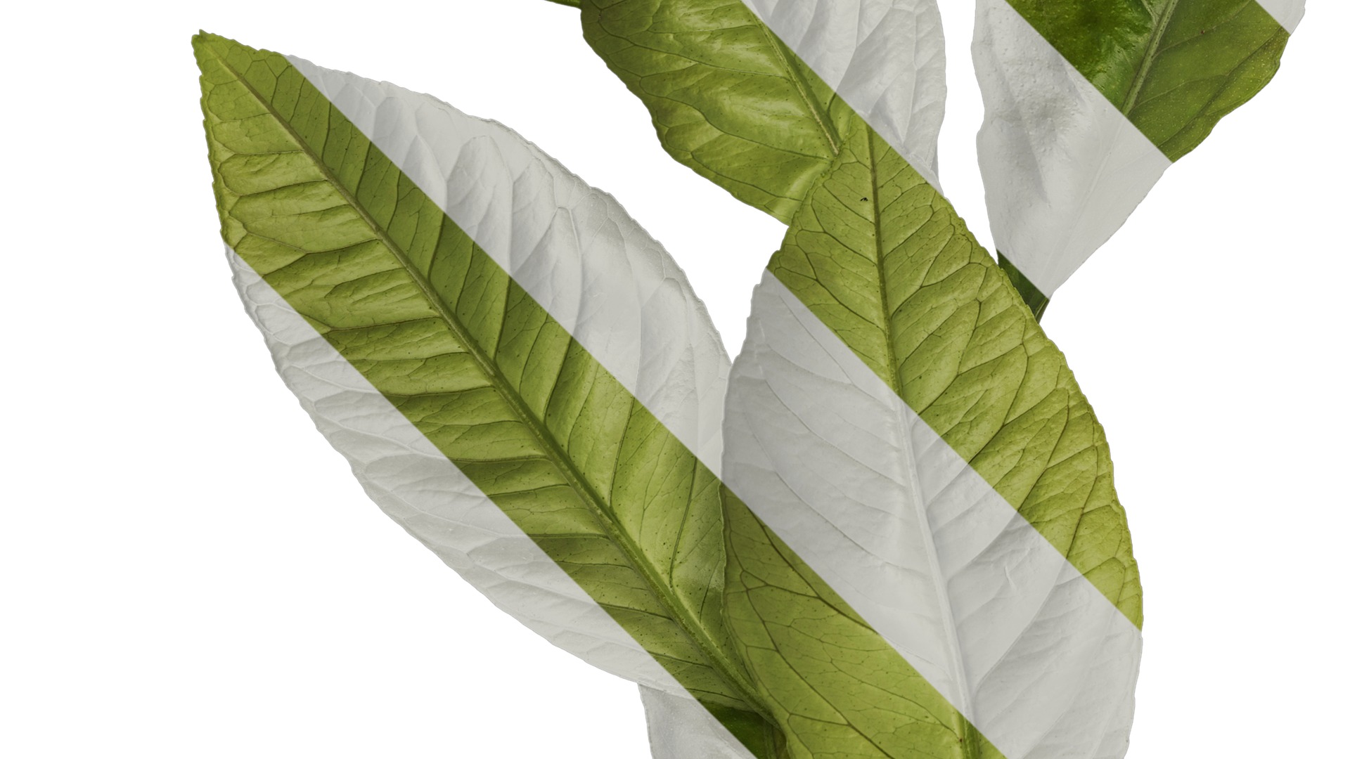 Anydrafts Citrus x limon Atlas 03 Texture_5