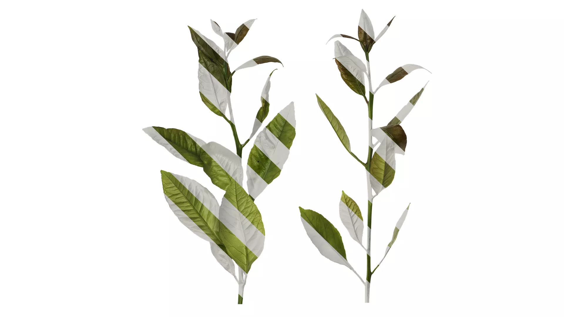 Anydrafts Citrus x limon Atlas 03 Texture_0