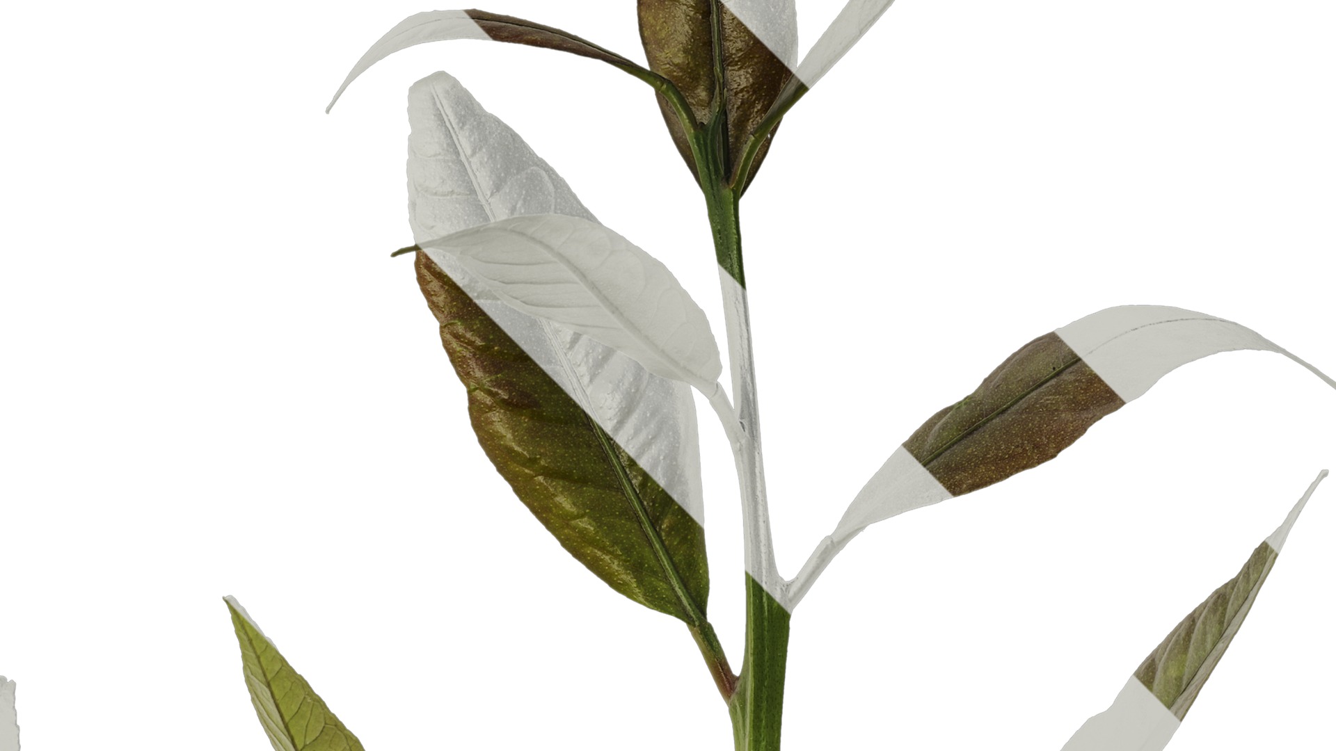 Anydrafts Citrus x limon Atlas 03 Texture_2