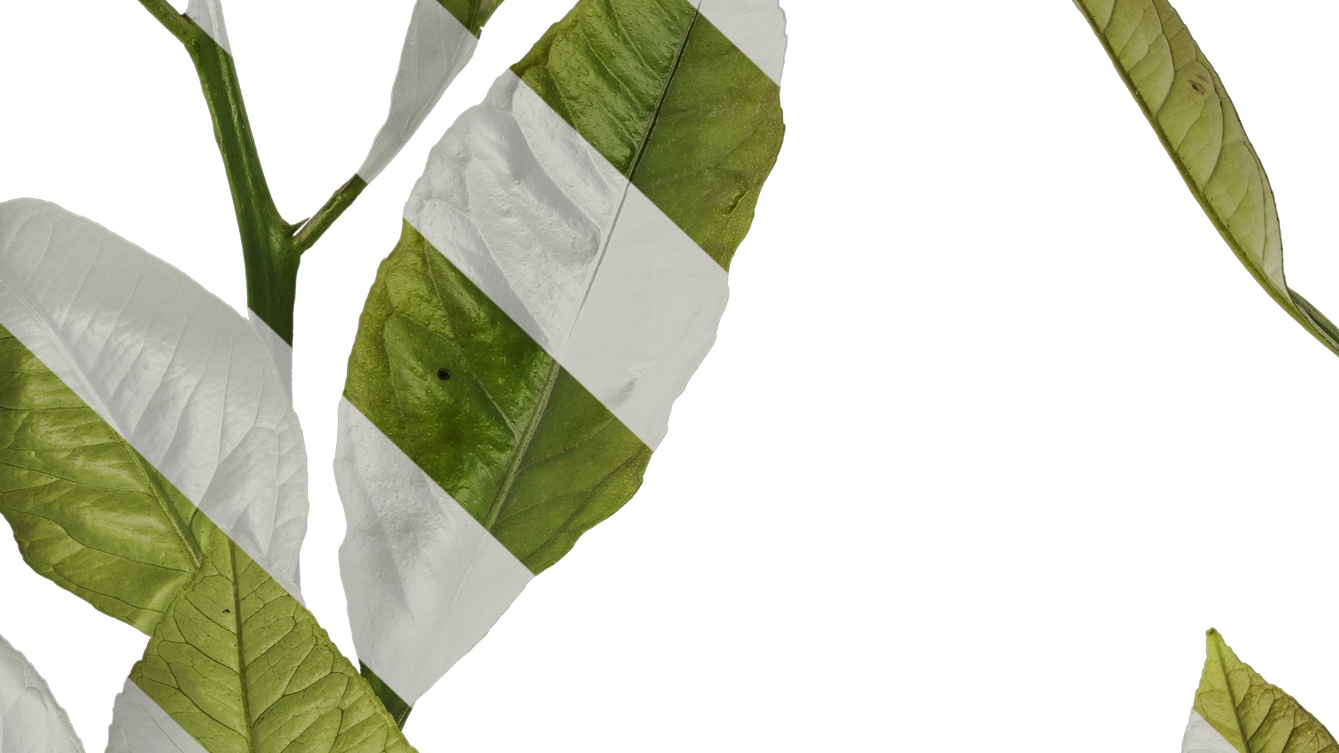 Anydrafts Citrus x limon Atlas 03 Texture_7