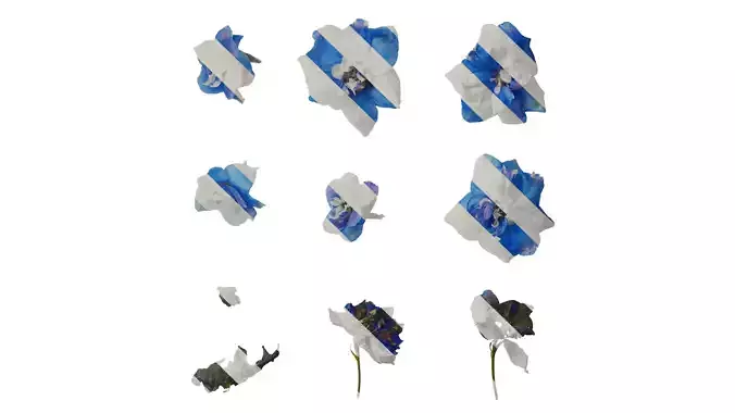 Anydrafts Delphinium elatum Flower 01