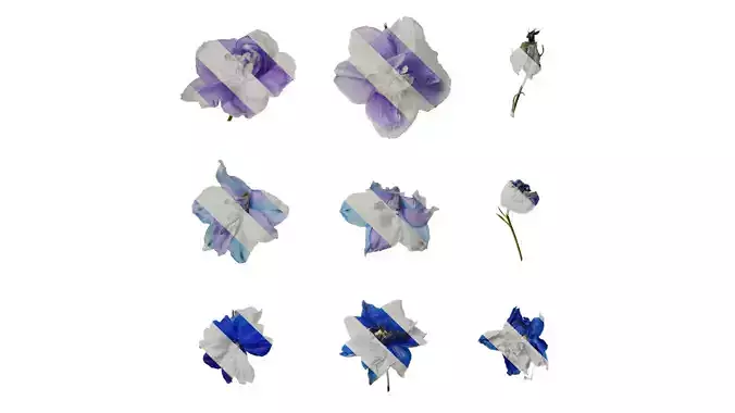 Anydrafts Delphinium elatum Flower 02