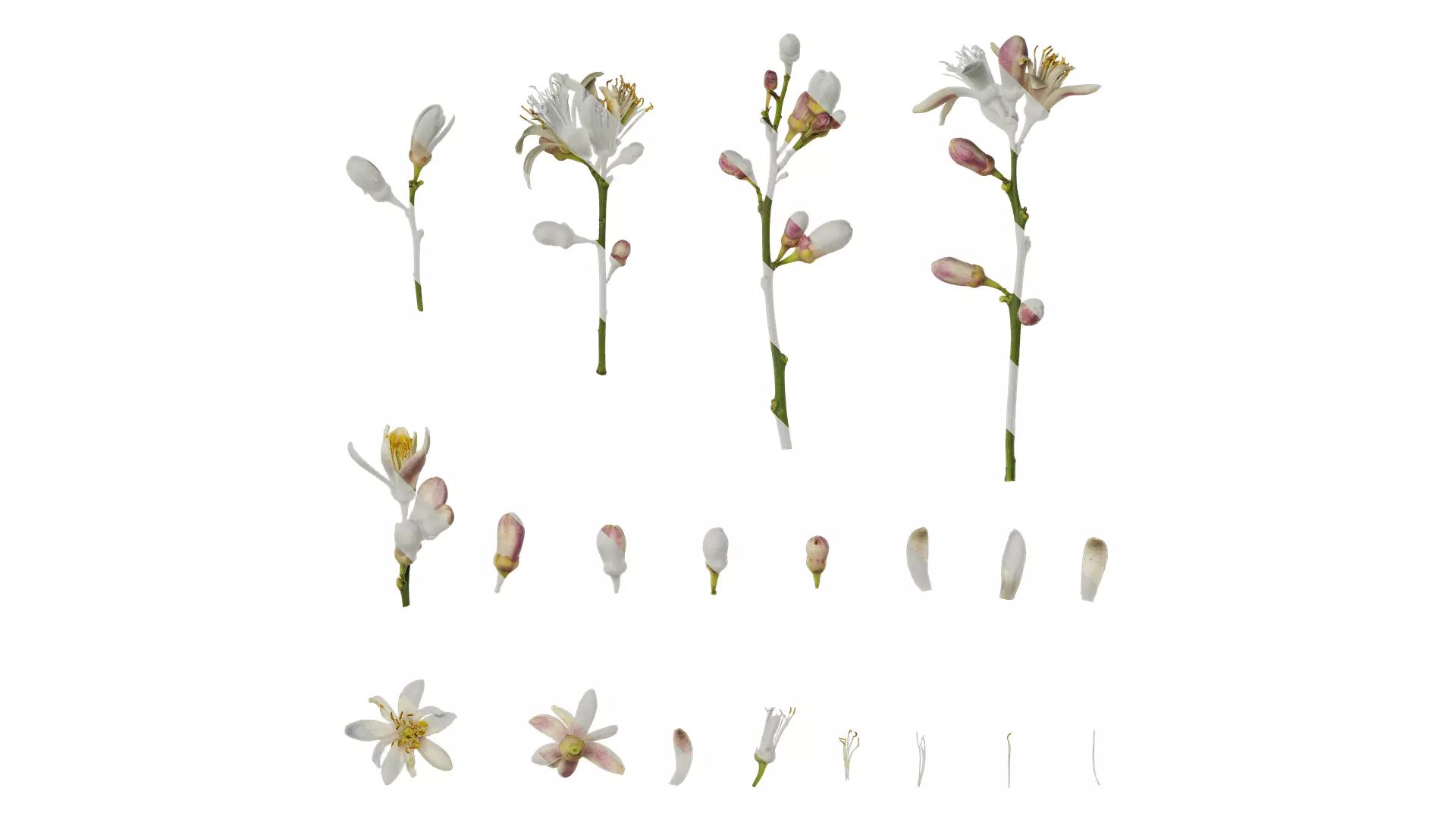 Anydrafts Citrus x limon Flower 01 Texture