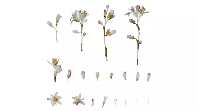 Anydrafts Citrus x limon Flower 01