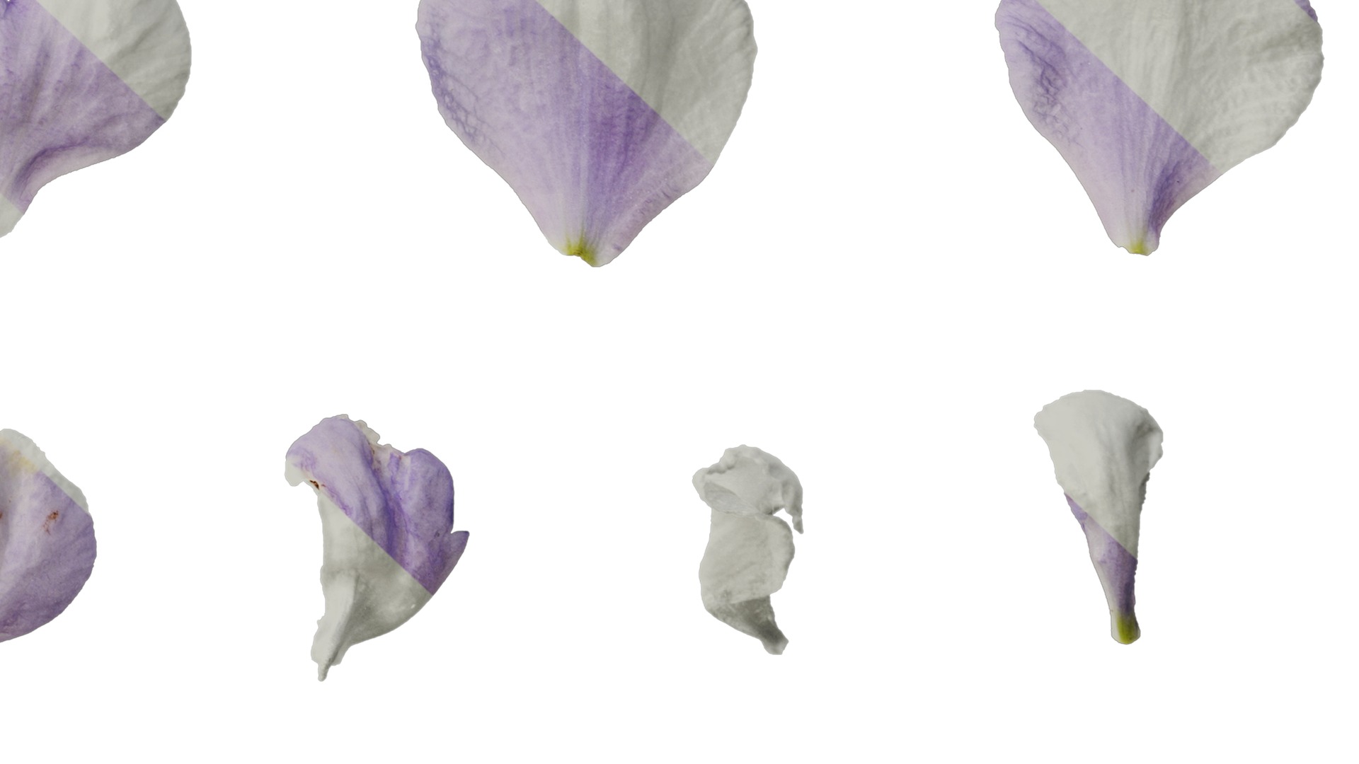 Anydrafts Delphinium elatum Flower 05 Texture_6