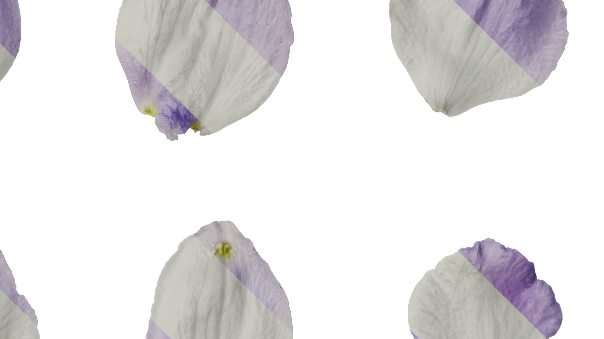 Anydrafts Delphinium elatum Flower 05 Texture_2