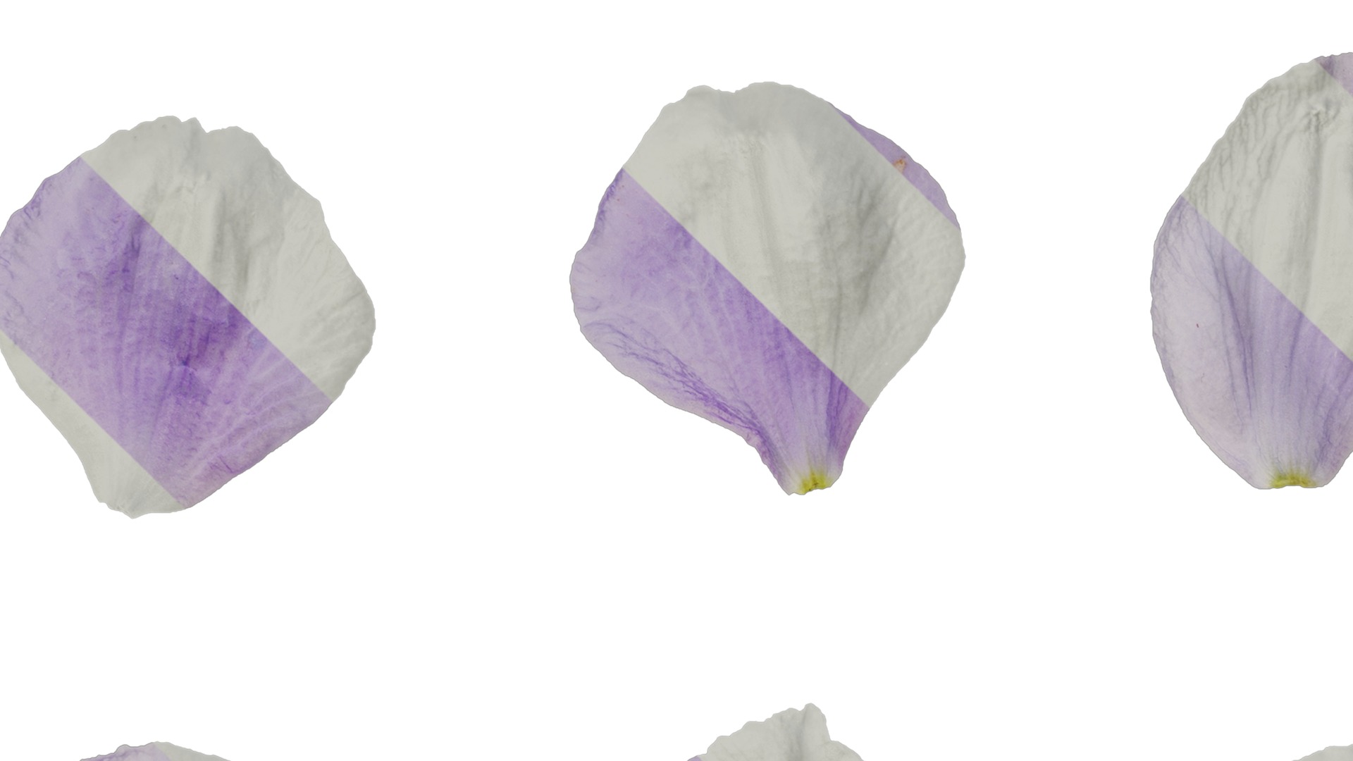 Anydrafts Delphinium elatum Flower 05 Texture_3