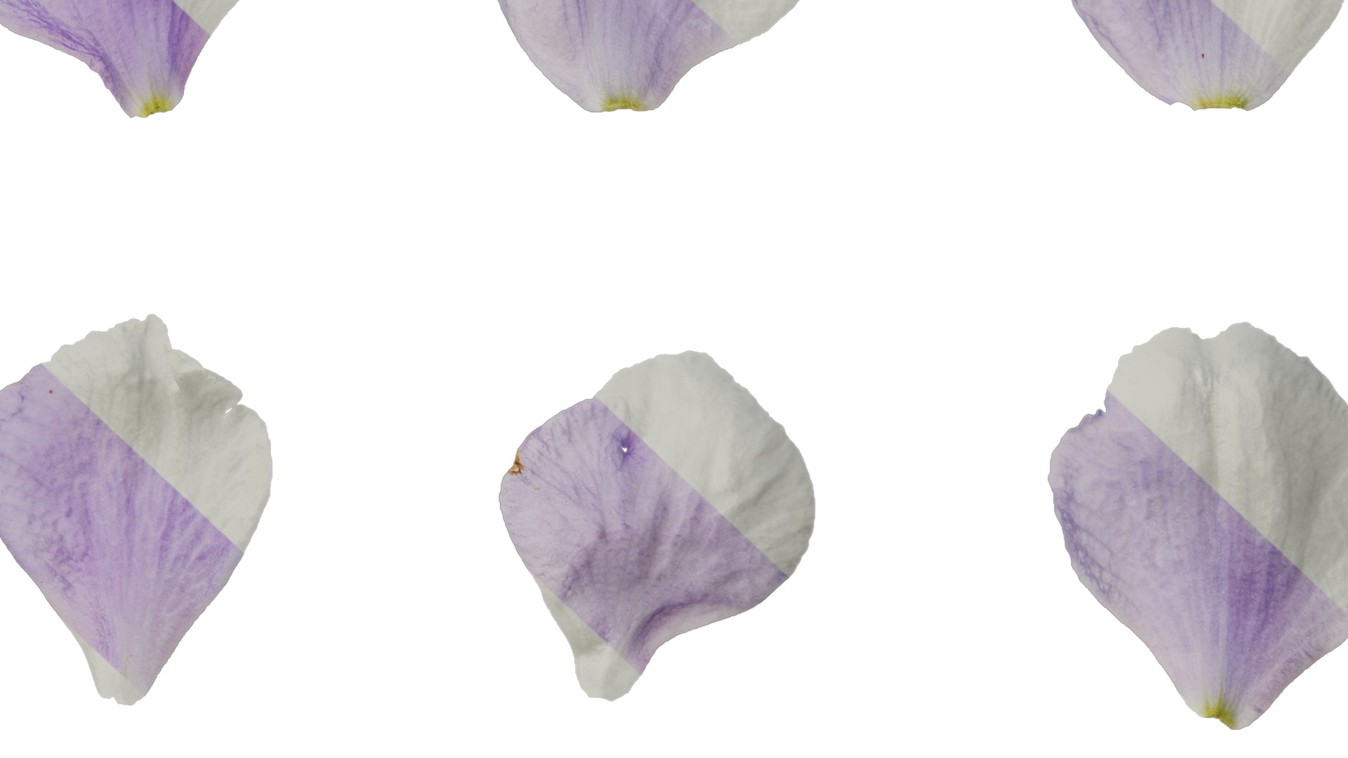 Anydrafts Delphinium elatum Flower 05 Texture_7