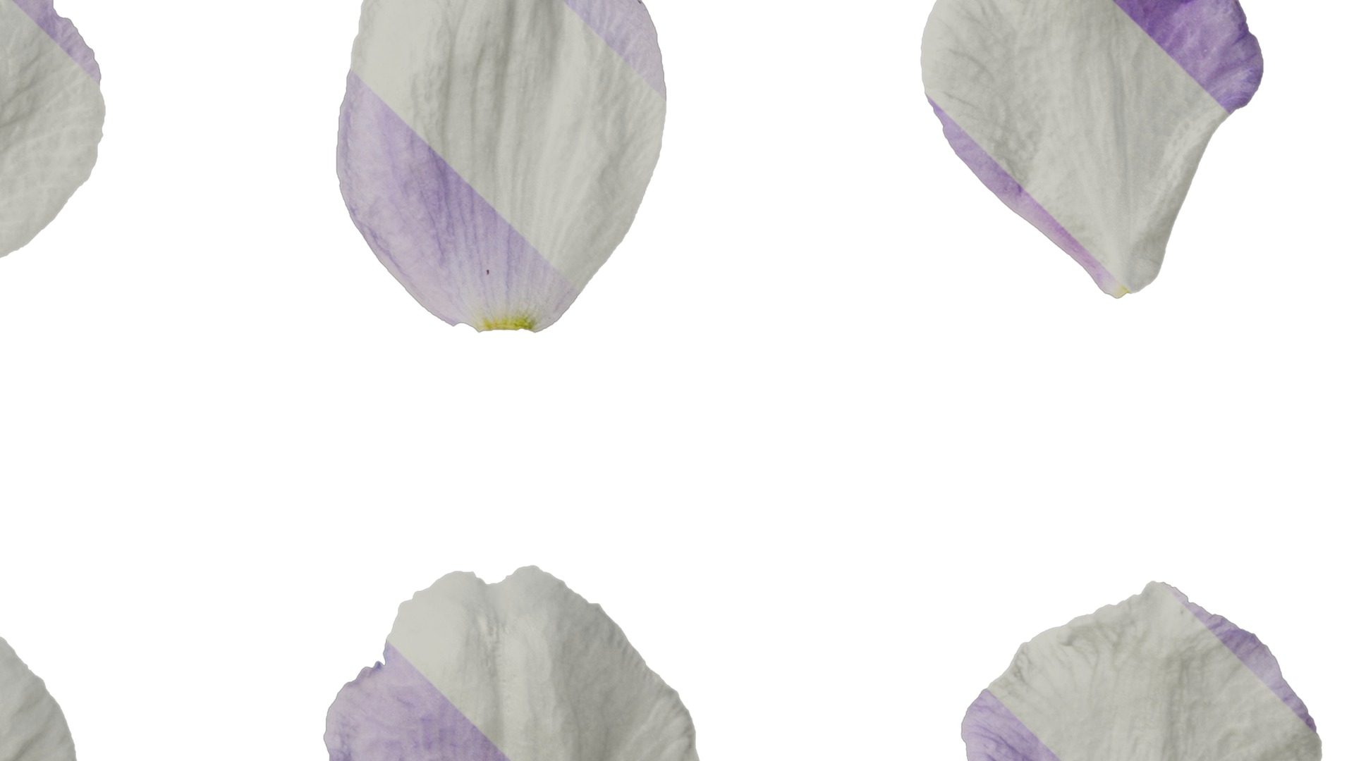 Anydrafts Delphinium elatum Flower 05 Texture_4