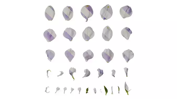 Anydrafts Delphinium elatum Flower 05