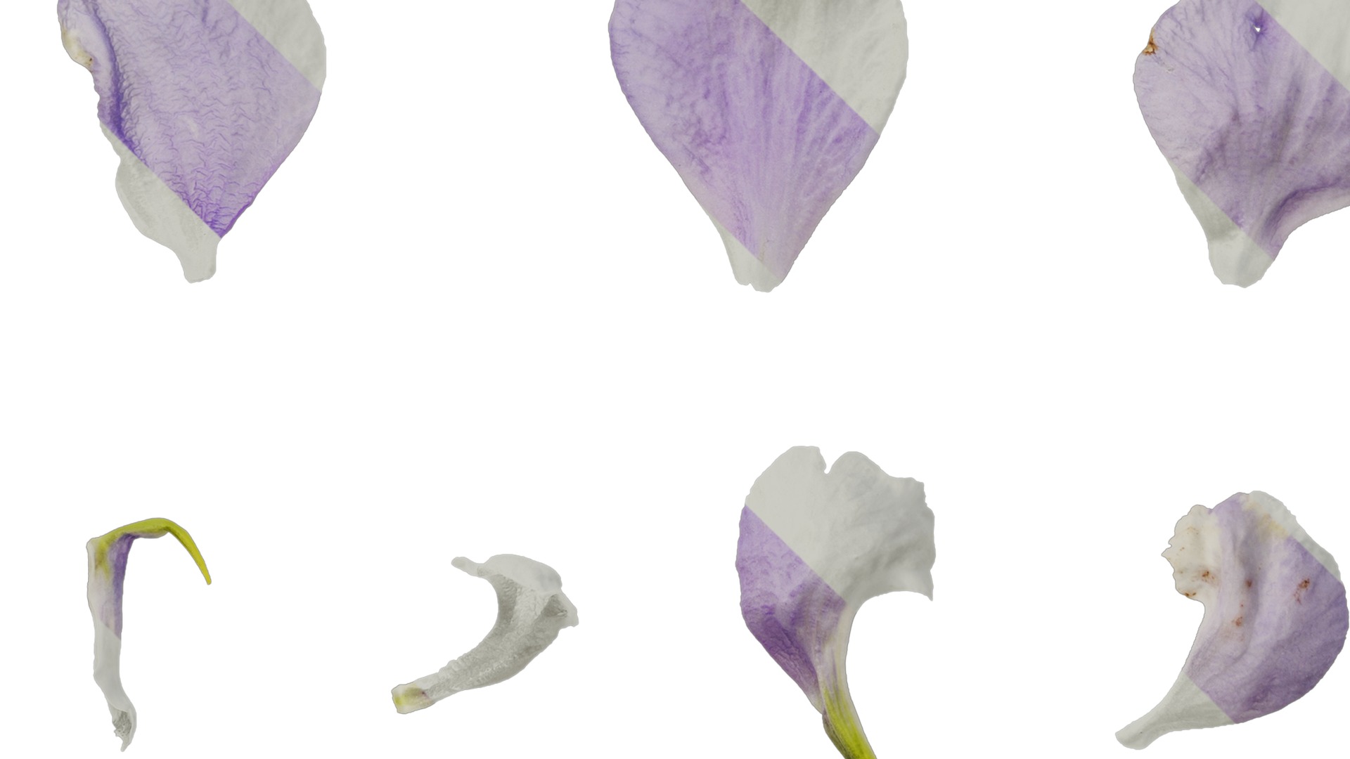 Anydrafts Delphinium elatum Flower 05 Texture_5