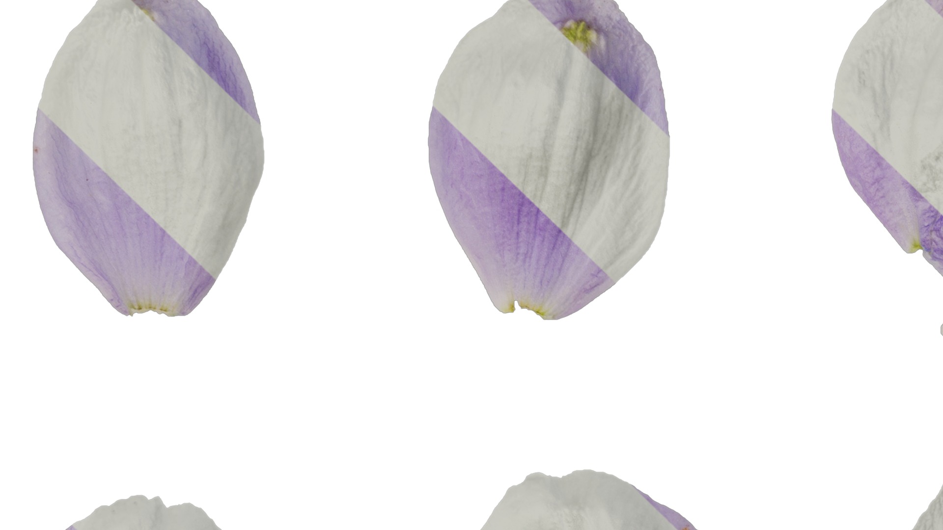 Anydrafts Delphinium elatum Flower 05 Texture_1