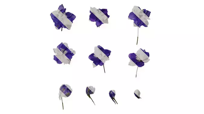 Anydrafts Delphinium elatum Flower 07