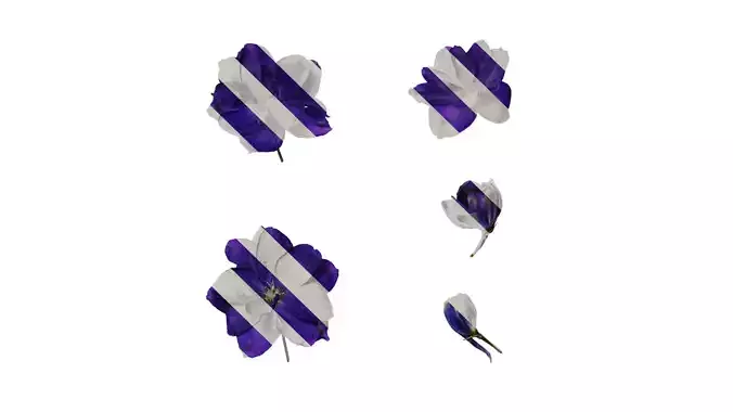 Anydrafts Delphinium elatum Flower 08