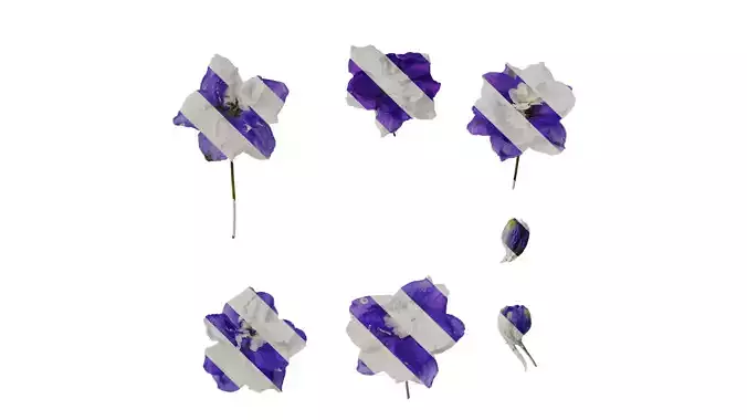 Anydrafts Delphinium elatum Flower 09