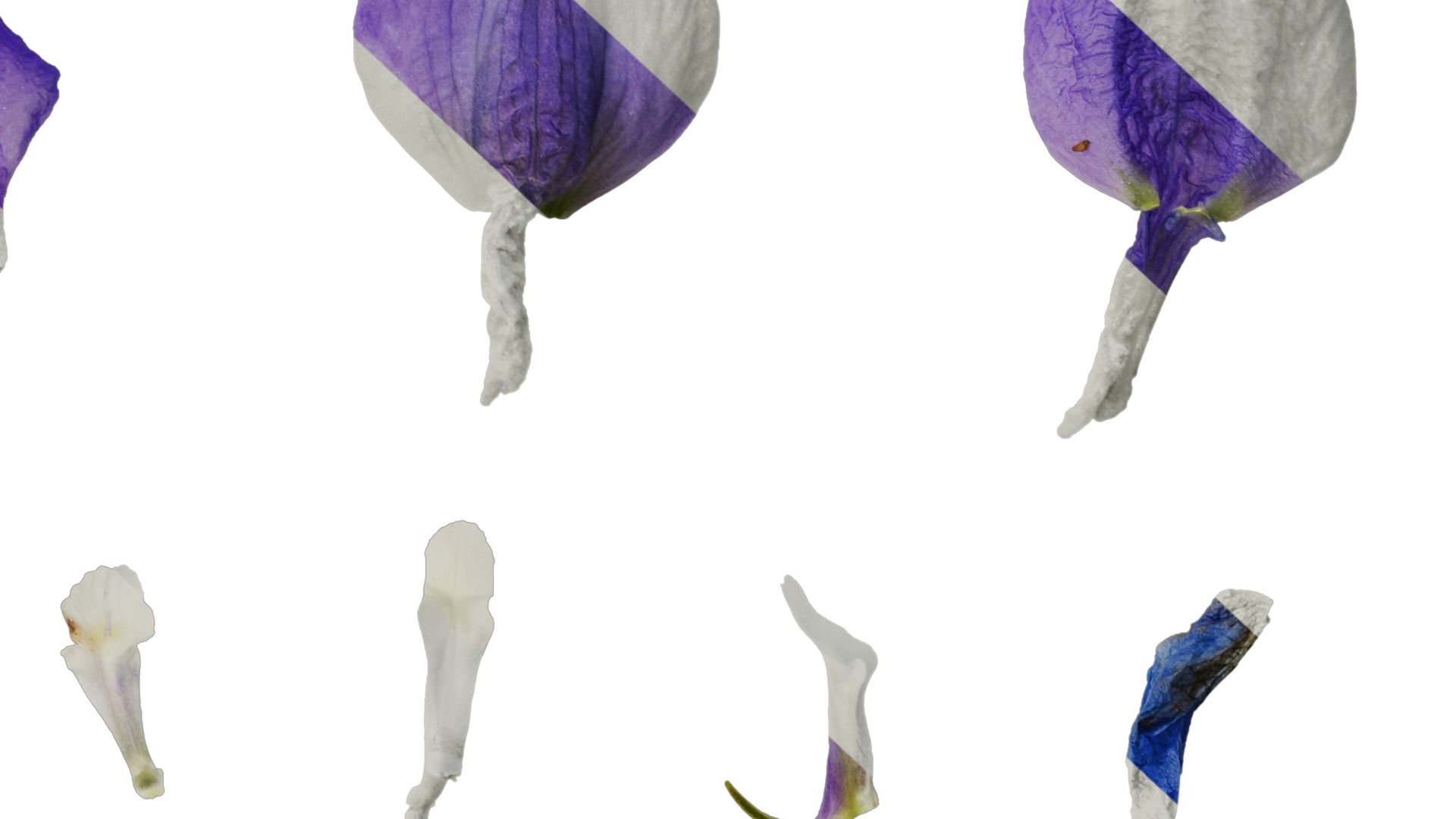 Anydrafts Delphinium elatum Flower 10 Texture_6