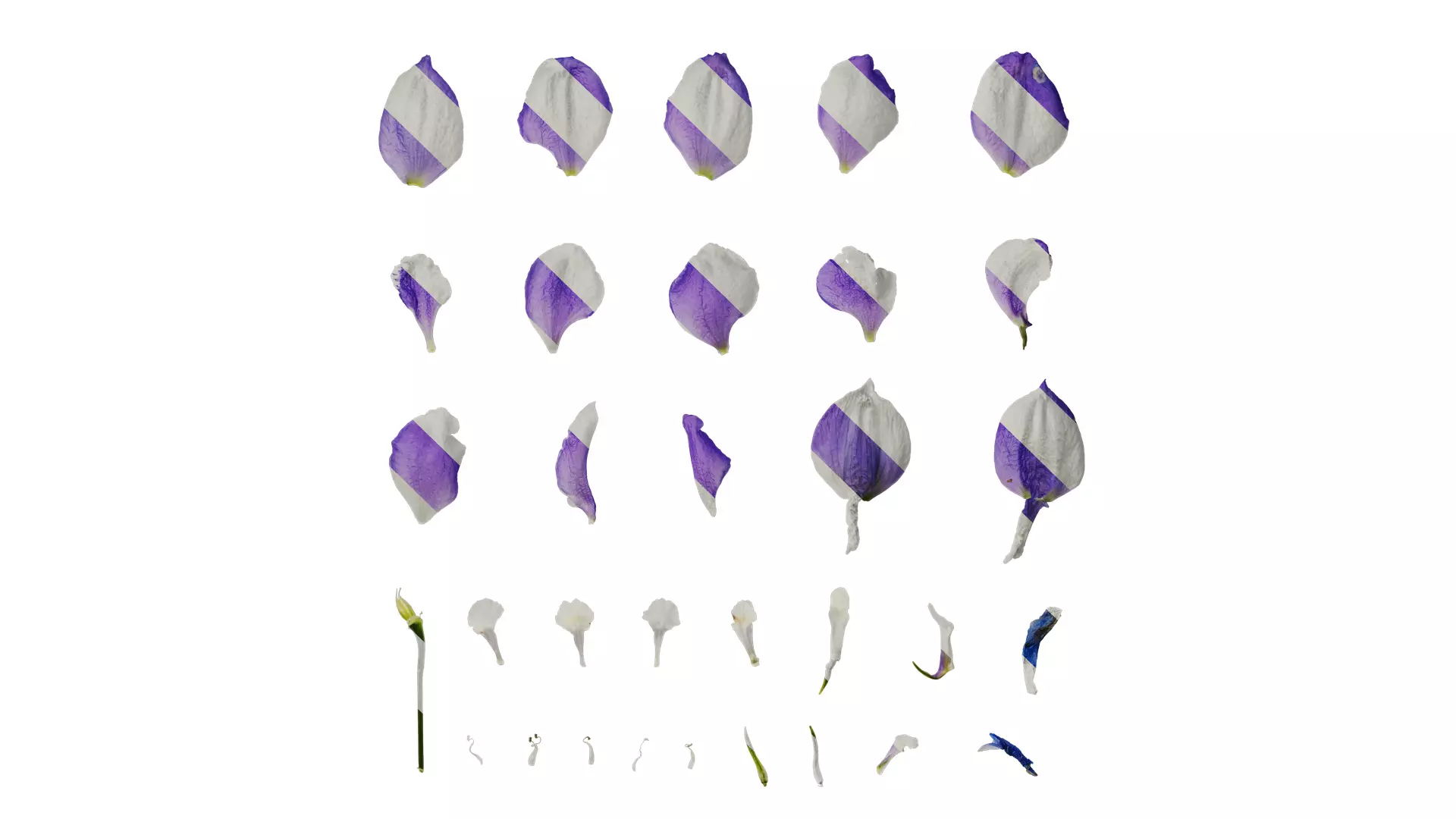 Anydrafts Delphinium elatum Flower 10 Texture_0