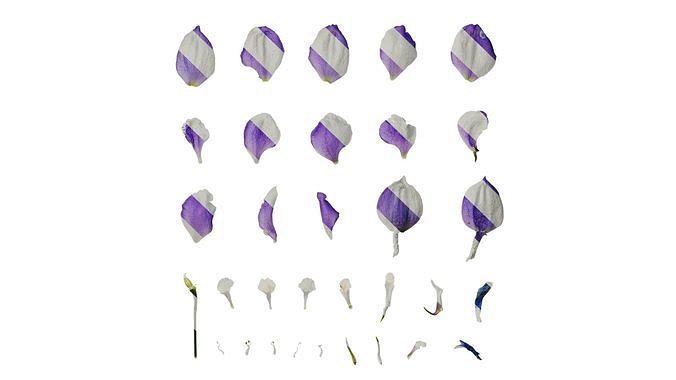Anydrafts Delphinium elatum Flower 10 Texture