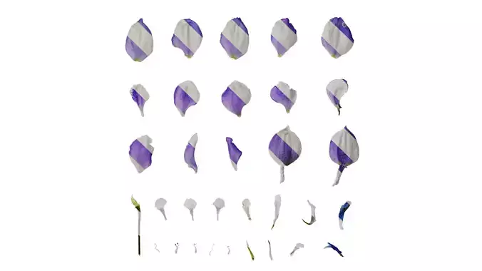 Anydrafts Delphinium elatum Flower 10