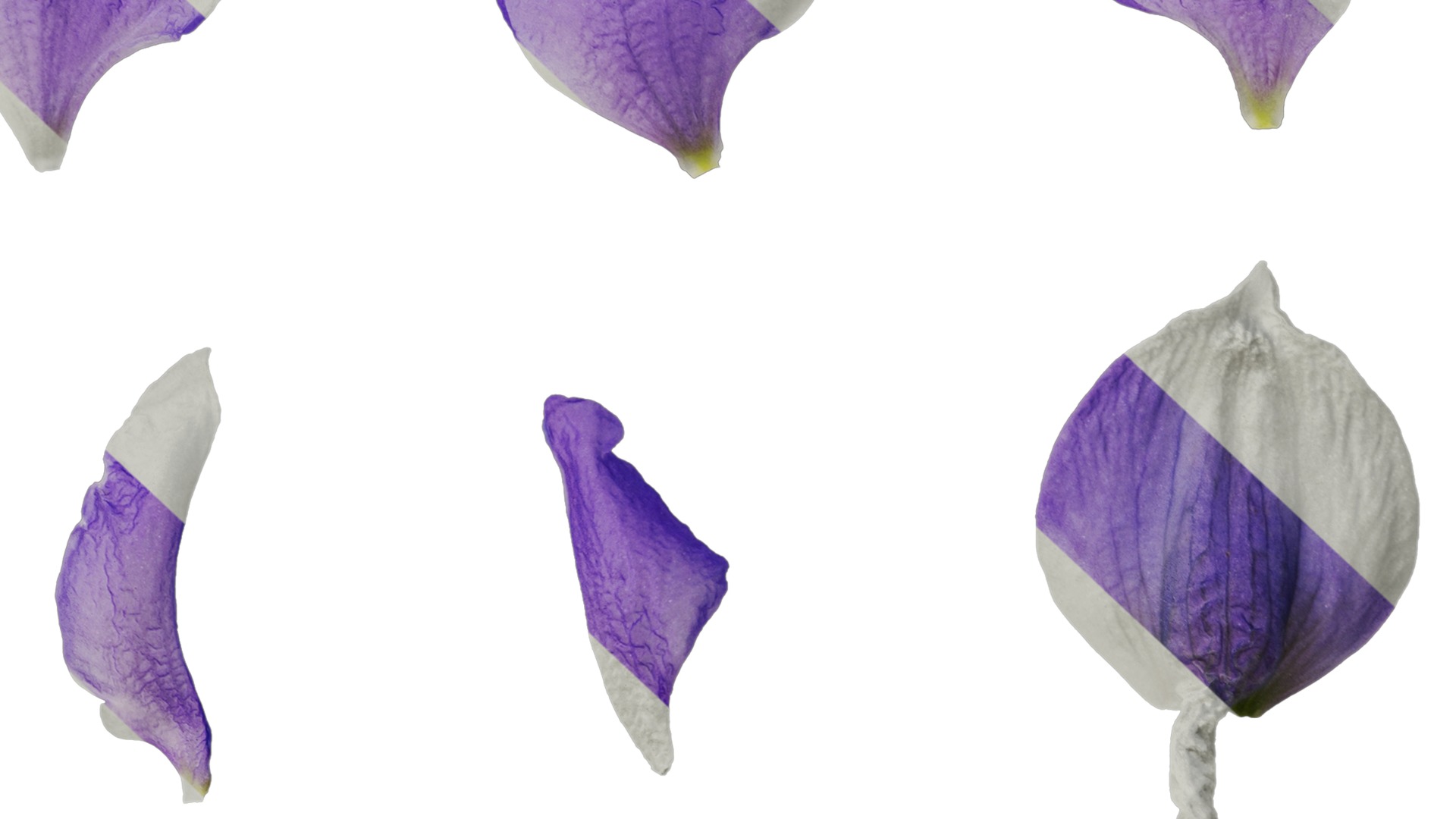 Anydrafts Delphinium elatum Flower 10 Texture_7