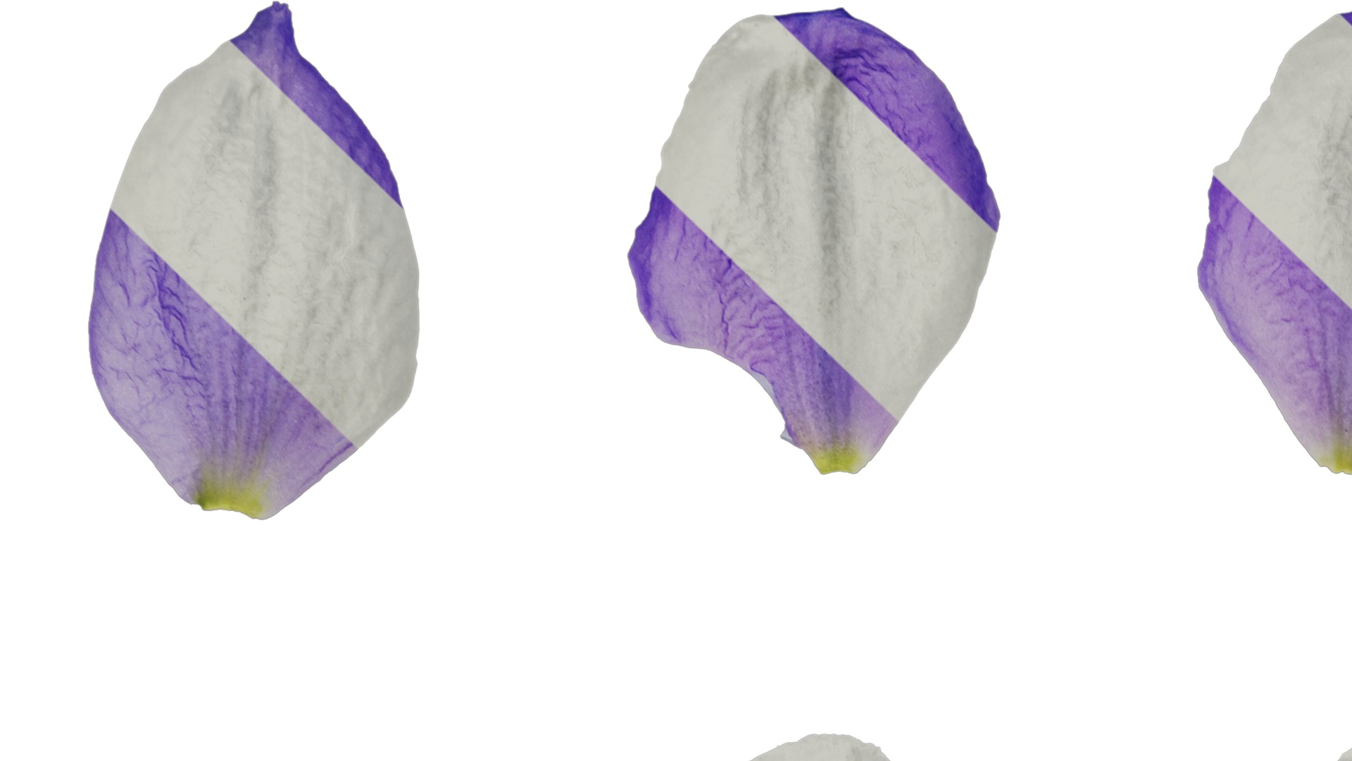 Anydrafts Delphinium elatum Flower 10 Texture_1