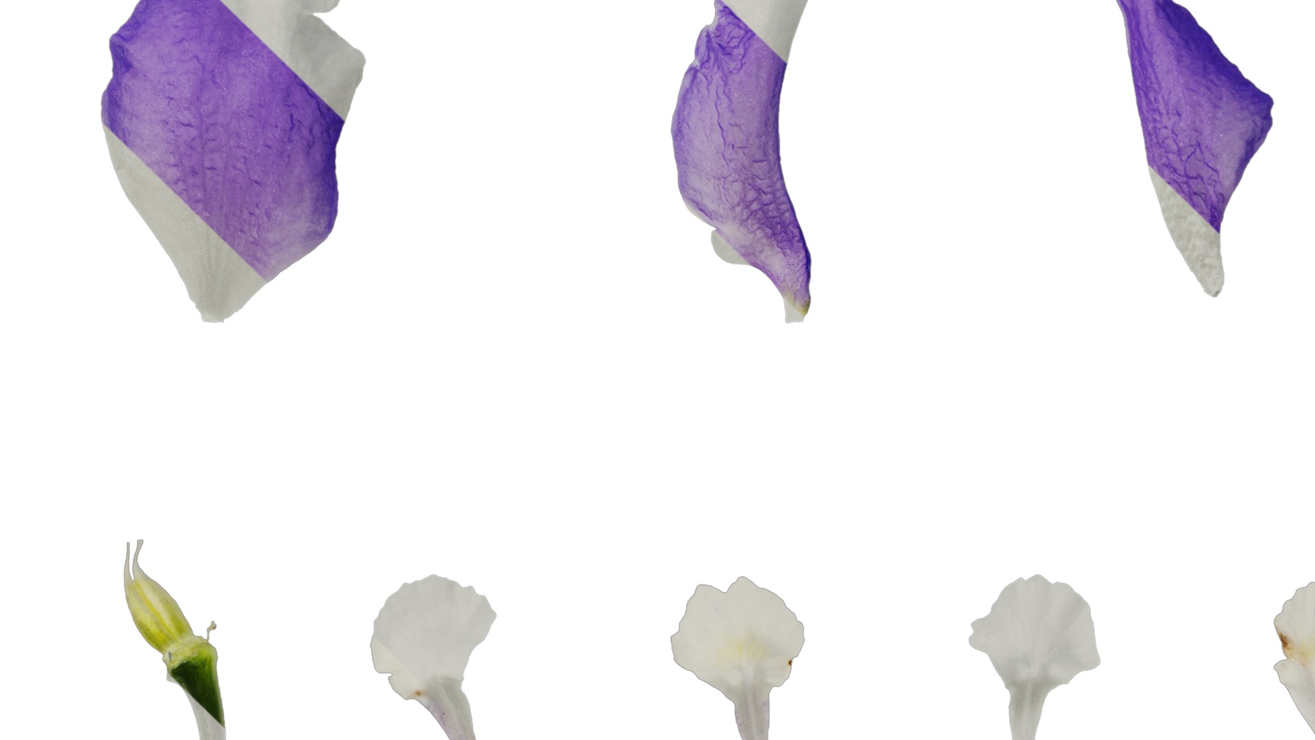 Anydrafts Delphinium elatum Flower 10 Texture_5